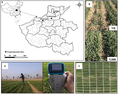 Multivariate Analysis Models Based on Full Spectra Range and Effective Wavelengths Using Different Transformation Techniques for Rapid Estimation of Leaf Nitrogen Concentration in Winter Wheat